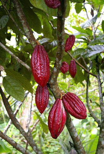 Infusion de Cacao: Bienfaits Santé et Vertus - Sol à Sol