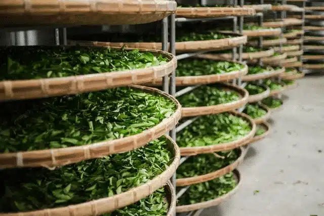 Oolong, le thé bleu-vert - Sol à Sol