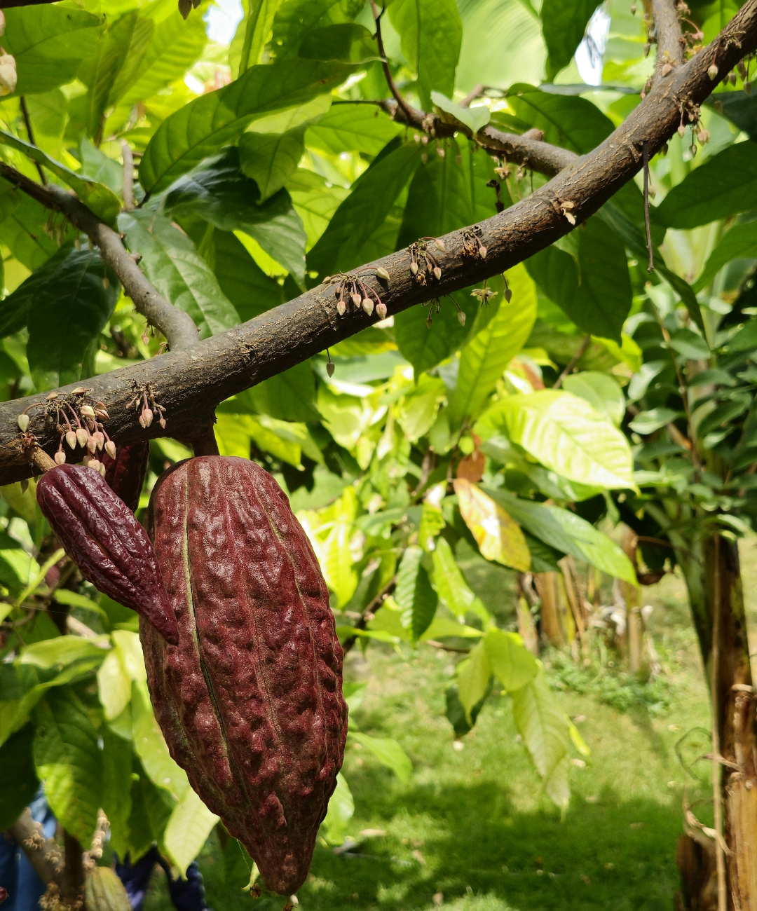 5 choses à savoir sur les origines du cacao - Sol à Sol