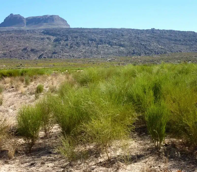Le rooibos, l'infusion sans théine
