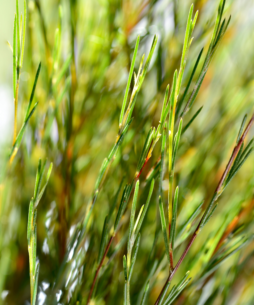 Bienfaits et vertus du Rooibos