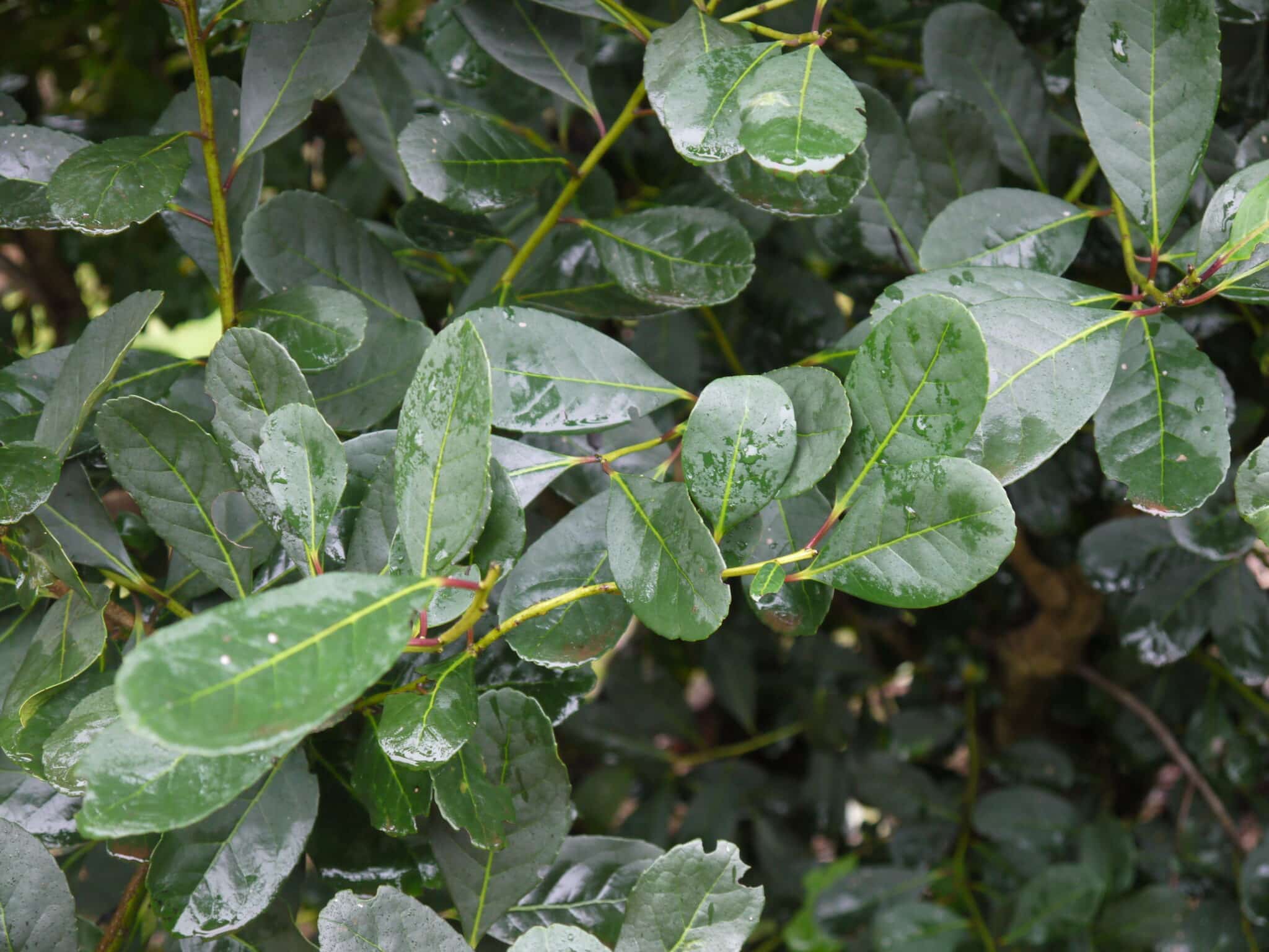 Tout savoir sur l'Ilex Paraguariensis : Origines, Bienfaits et Utilisations - Sol à Sol