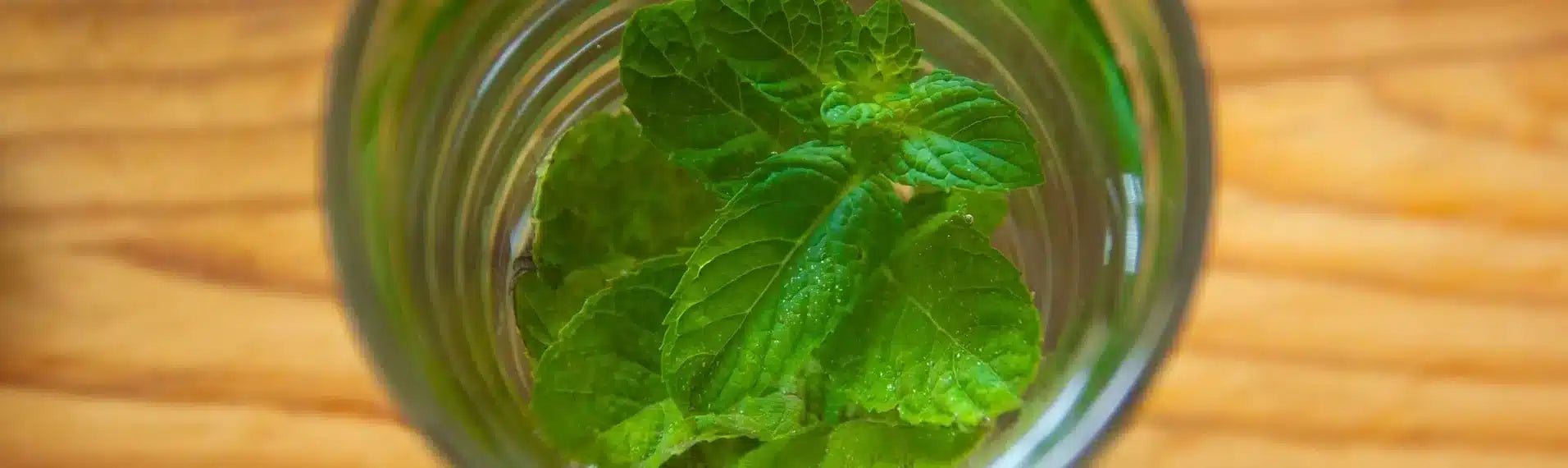 Une touche de fraîcheur : la menthe douce - Sol à Sol