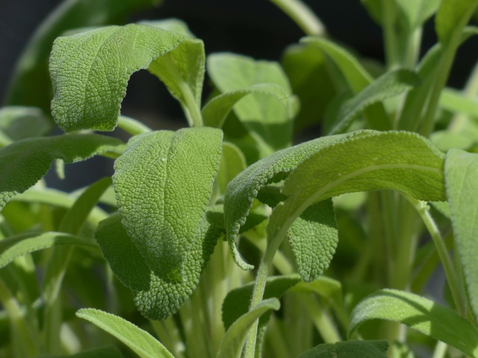 La sauge, salvia officinalis,  celle qui sauve - Sol à Sol