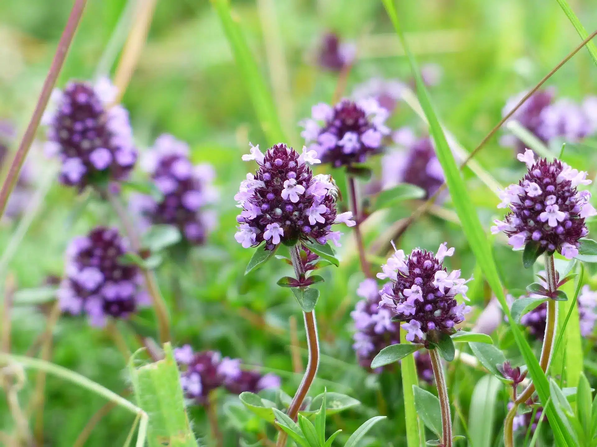 Partons à la découverte du Thym : une plante aromatique remarquable - Sol à Sol
