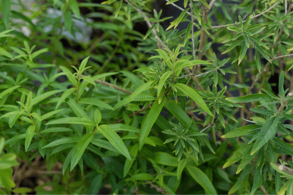 Verveine des Indes: Bienfaits et Utilisations Uniques - Sol à Sol