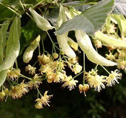 Tilleul en fleur