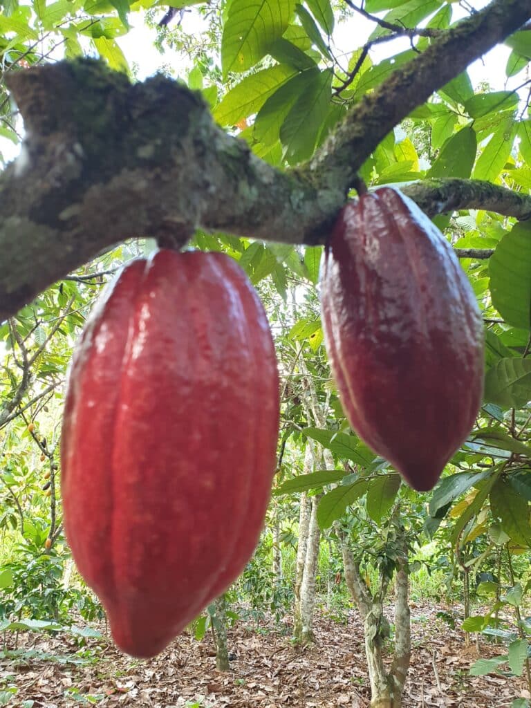 Cabosse de cacao bio équitable