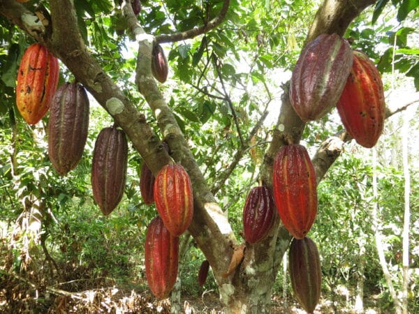 cacaoyer avec cabosses colorées