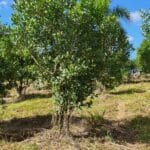 Yerbal, arbre à maté