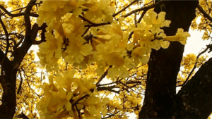 fleurs de lapacho fleurs jaunes