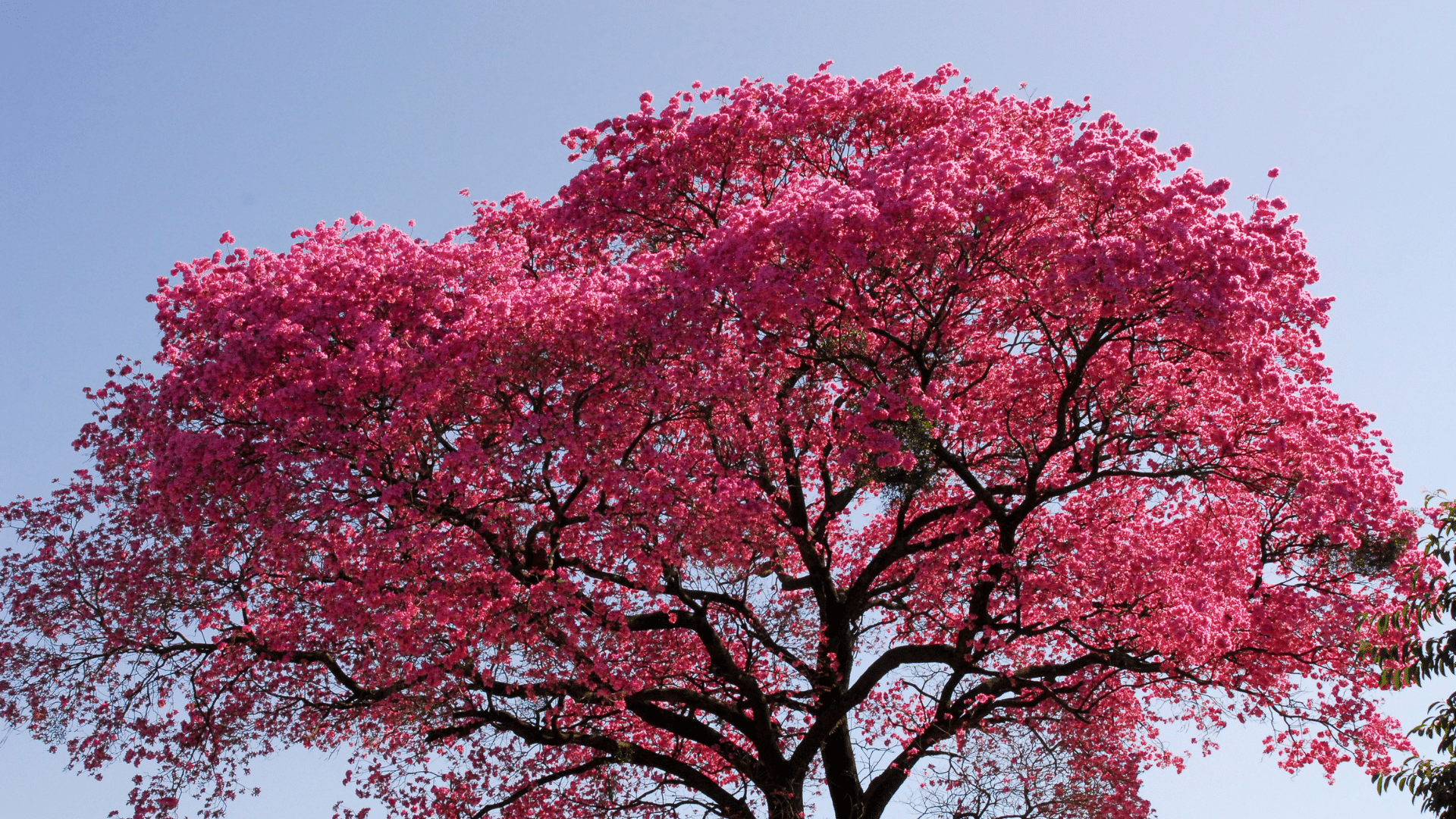arbre de lapacho fleurs roses