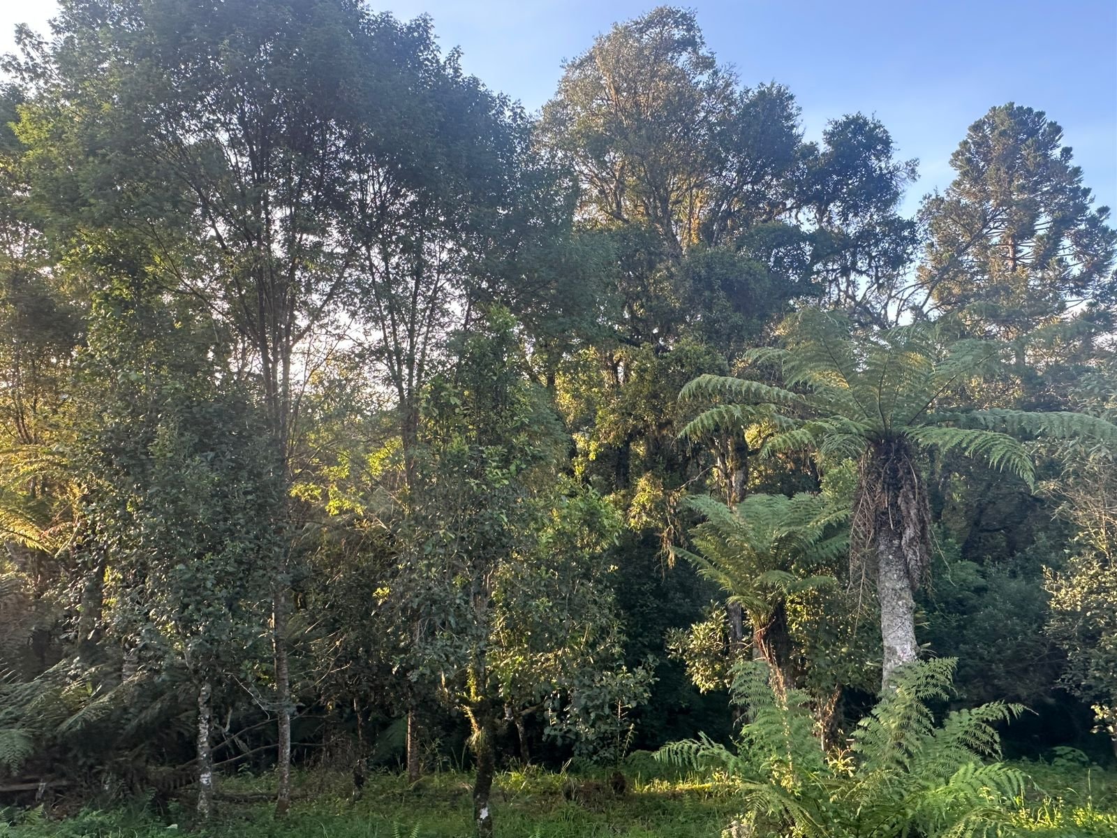 Plantation de yerba mate