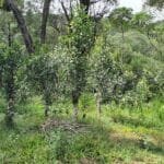 Forêt de production de maté